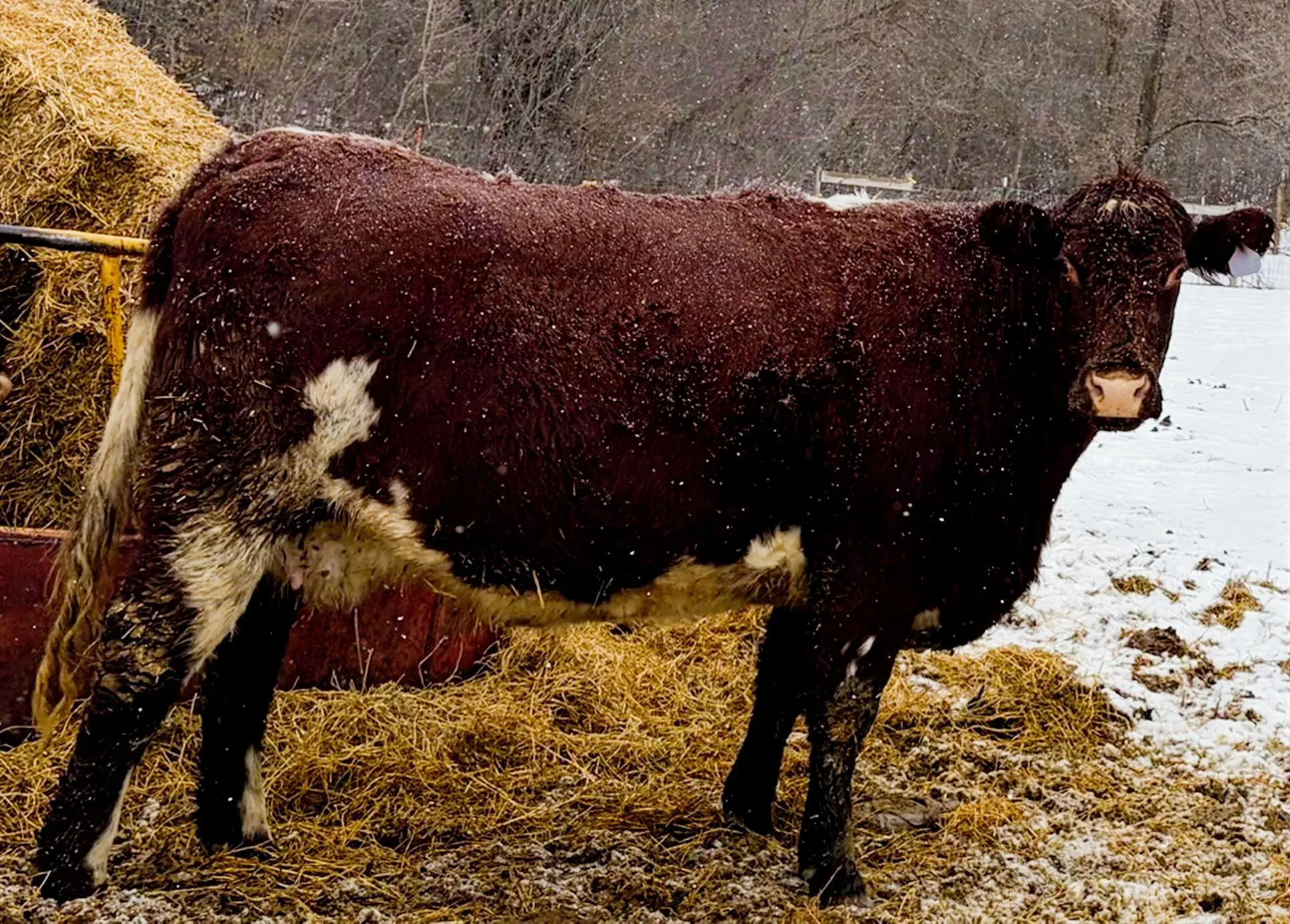 Jersey Girl: MC SILVER DUCHESS 99TH