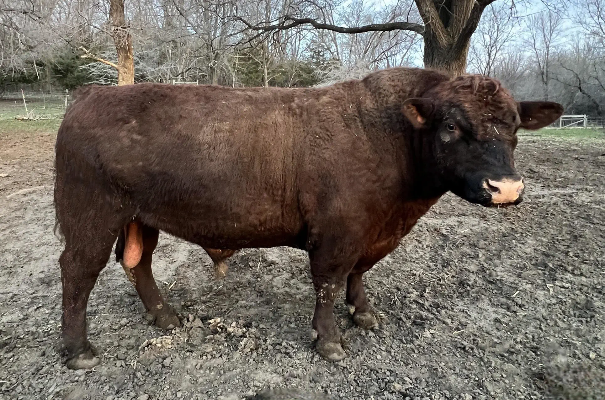 Previous Herd Sire: MC LUCKY