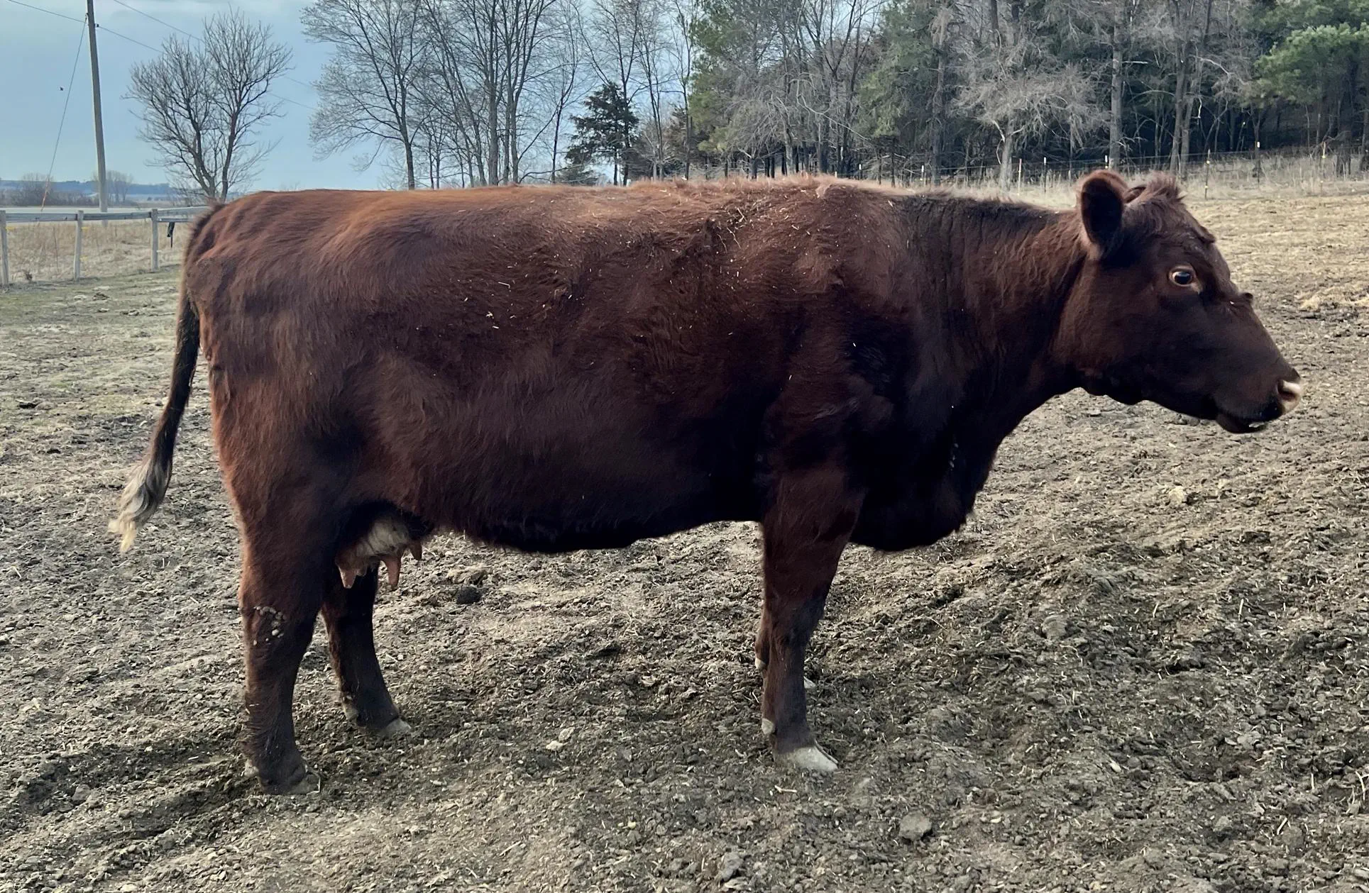 Ruth: MC SILVER DUCHESS 97TH